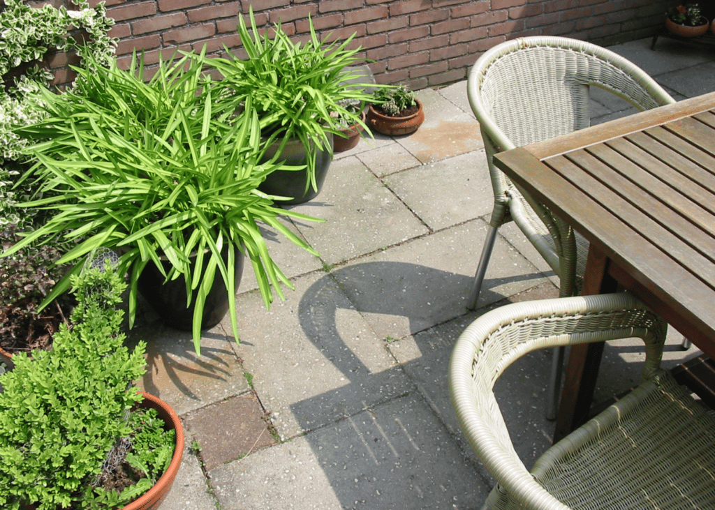 plantes pour aménager un espace extérieur