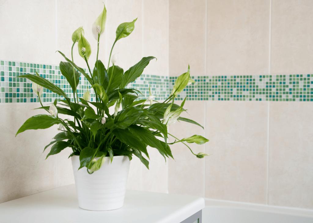 plantes dans la salle de bain